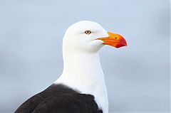 Pacific Gull